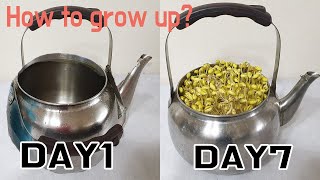 주전자 콩나물키우기 이 3가지만 알면 됩니다! How to grow sprouts in a kettle!