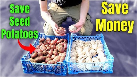 Save Your Own Seed Potatoes And NEVER Buy Them Again!