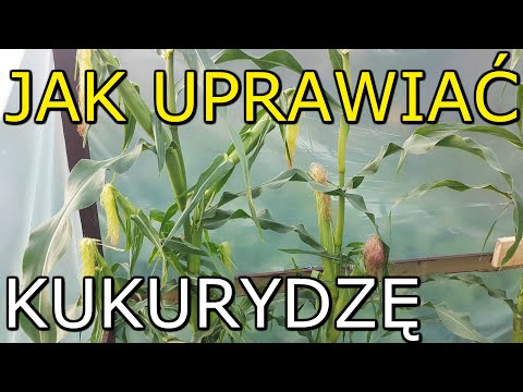 Wideo: Kukurydza Cukrowa. Opieka, Uprawa, Rozmnażanie. Rośliny W Ogrodzie. Warzywa. Zdjęcie