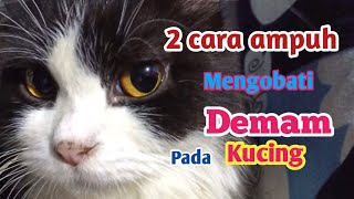 2 cara ini, ampuh mengobati kucing demam dan lemas