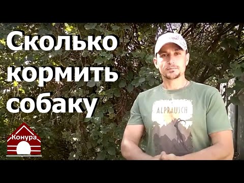 210. Сколько давать собаке корма. Как рассчитать дозировку сухого корма в сутки для собаки