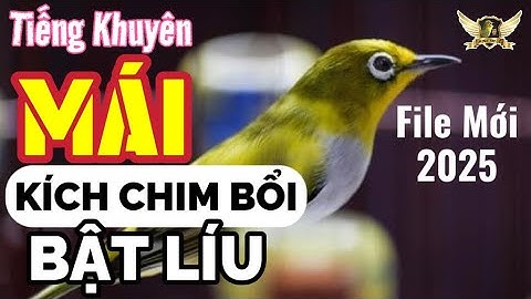 Khuyên Mái Kích Bổi Nhanh Căng Lửa File Mới 2025Hiệu Quả- Pleci Bird - Stimulate Birds Singing | KTB