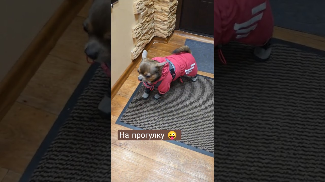 НА ПРОГУЛКУ 👏🏽 