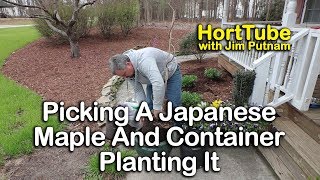 Picking A Japanese Maple And Container Planting It