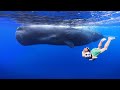 BIG SPERM WHALES Swimming with Little Kids! Underwater Bucket List Family Adventure in Mauritius!