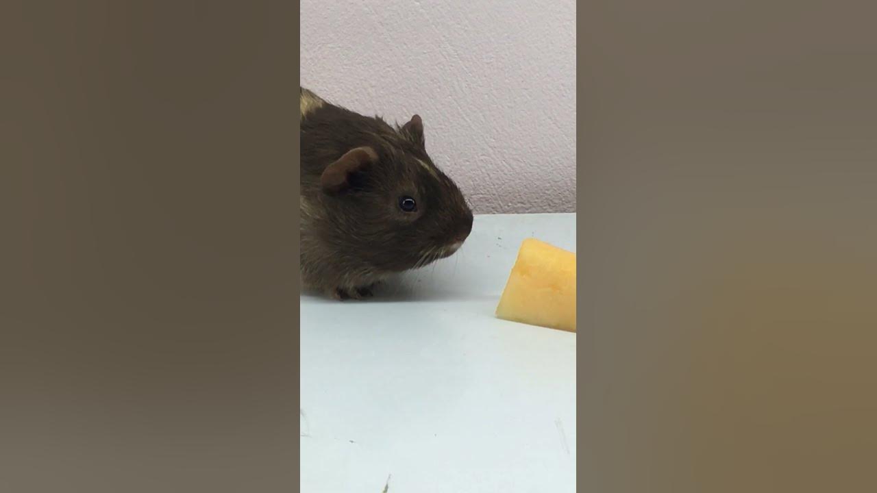 The guinea pig is saying “I Love You”