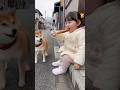 追いかけなきゃwww #ai #柴犬 #shorts