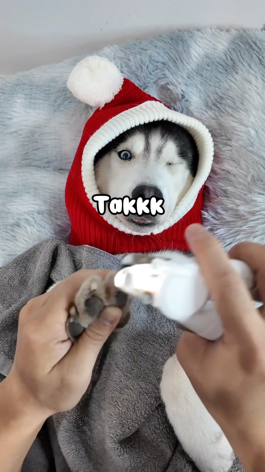 Asmr / Relax with a pedicure day #asmr #dog #husky #short #shorts #spa #dogs