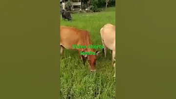 Video Shorts Lembu 