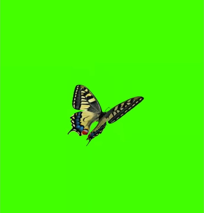 Mentahan green screen kupu-kupu