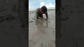 নদীর চরে মাছ ধরার ভিডিও ll River fishing video ll SB Vision Official screenshot 3