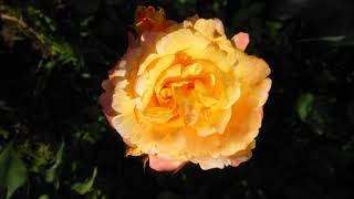 Розы в моем саду! #розы, #сад, #цветы, #лето