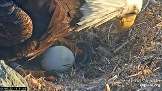 Two Harbors Bald Eagles: Pip, cheep 'n' hatch - Little Buddy is Here! 5-6 Apr 2022