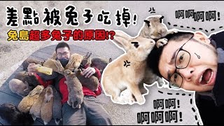 【差點被兔子吃掉兔島超多兔子的原因日本Vlog 】狸貓
