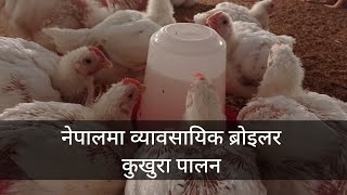 Broiler Farming In Nepal | नेपालमा व्यावसायिक ब्रोइलर कुखुरा पालन | Ar. Manich Rai