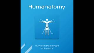Humanatomy App Promo | Muscoli e ossa in 3D | Applicazione di anatomia Android, iOS e web screenshot 1