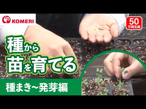 種から苗を育てる方法 種まき 発芽編 コメリhowtoなび Youtube