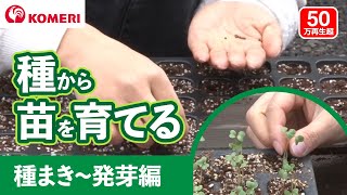 種から苗を育てる方法 種まき 発芽編 コメリhowtoなび Youtube