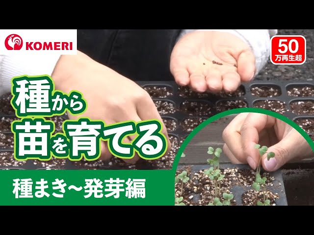 種から苗を育てる方法 種まき 発芽編 コメリhowtoなび Youtube