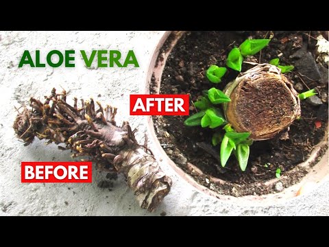 Como propagar Aloe Vera a partir de um corte Stem secos e corte Root