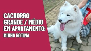 CACHORRO DE PORTE MÉDIO/GRANDE EM APARTAMENTO: COMO É MINHA ROTINA!