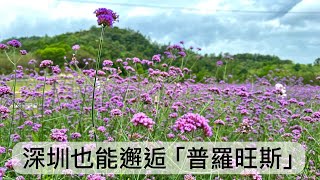 沒想到深圳也能邂逅「普羅旺斯」紫色馬鞭草花海🥀穿梭花中皇后月季花 🌸節果決明嬌艷優美簇簇粉紅色小花 🍱光明红烧乳鸽牛初乳和甜玉米「光明三寳Shenzhen version of Provence