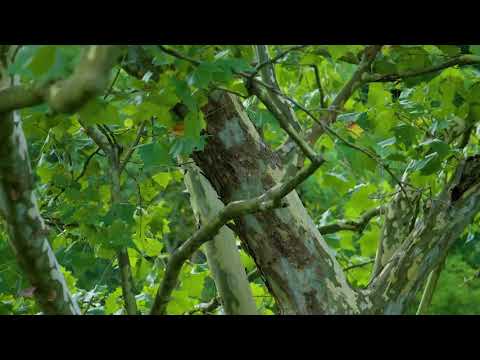 Video: Hvad er et orientalsk fly – tips til dyrkning af et orientalsk platantræ