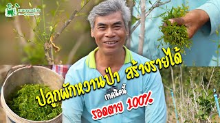 เทคนิคปลูกผักหวานป่า สร้างรายได้ จากเจ้าของสวน สูตรนี้งอก 100%