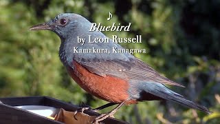 Download Lagu The Funny Company - Bluebird | \ MP3