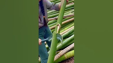 bamboo cutting technique with sharp agricultural tools #shorts