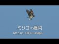 ミサゴの獲物　2023.08　大磯　照ヶ崎海岸