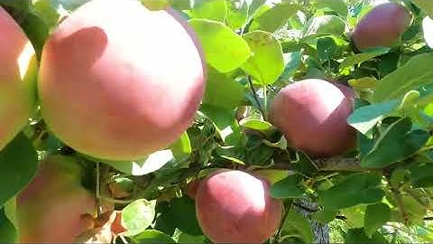 Quand cueillir les pommes canada grise