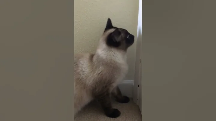 Watch the video about My first ever cat was a Siamese 🫶