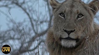 safariLIVE - Sunset Safari - September 14, 2019