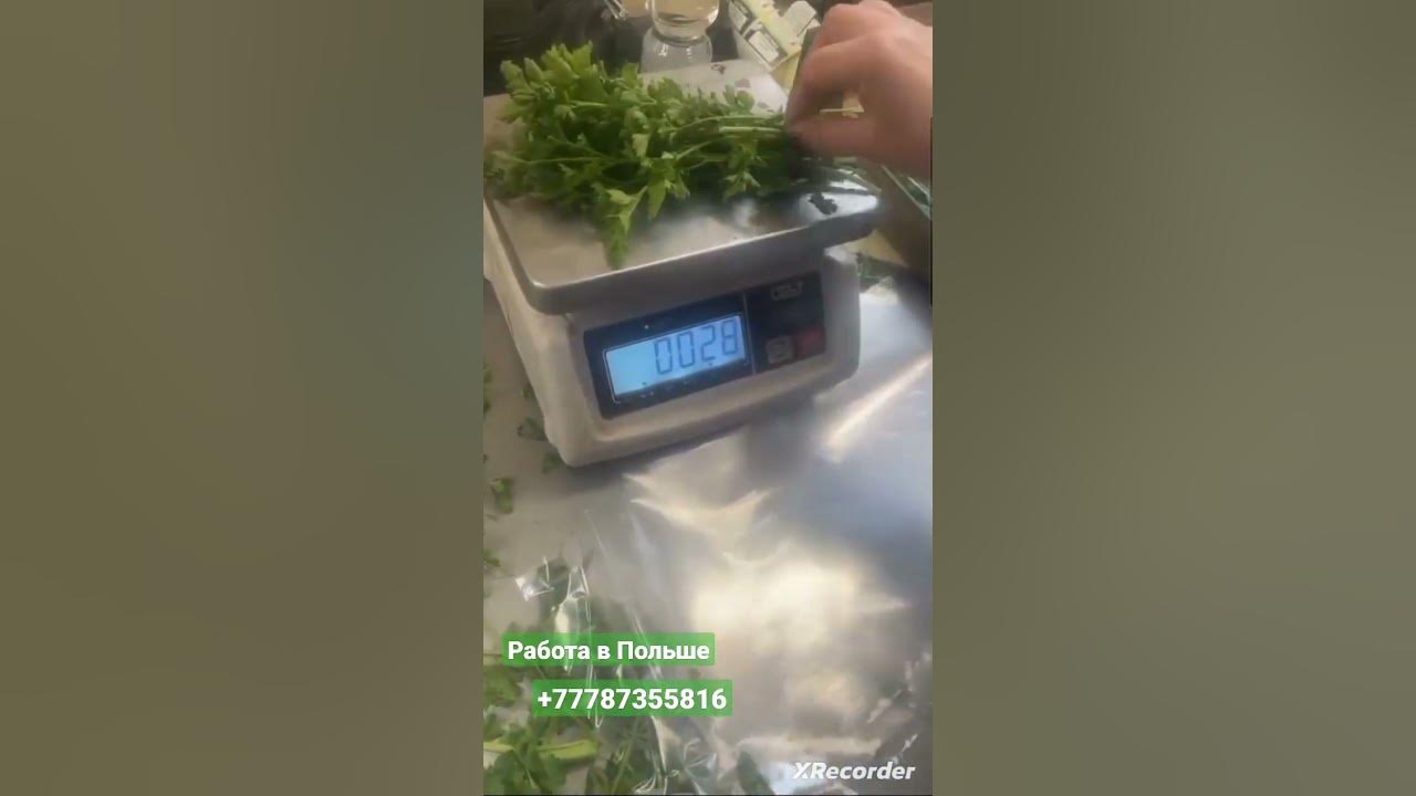Фасовка и упаковка зелени в Польше - YouTube