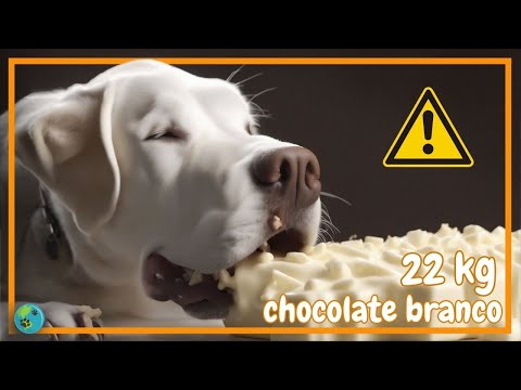 Vídeo: Tem teobromina no chocolate branco?