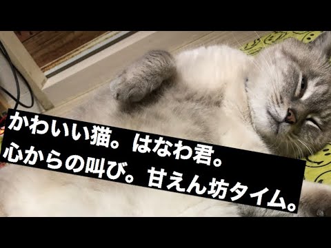 かわいい猫　はなわ君　心の叫び❤️