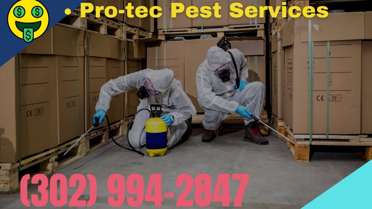10 Best Pest Control Companies Plfastjq 10 Best Pest Control Companies Plfastjq
