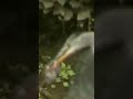 Wading Bird Can&#39;t Catch Baby Rat To Eat