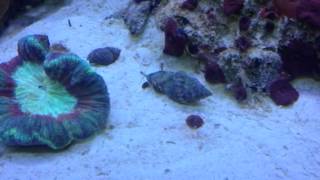 Fighting Counch - Saltwater snail