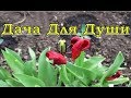 Что посадить после тюльпанов? Эустома - королева сада!