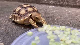 The secret to a happy Baby Tortoise: The right food
