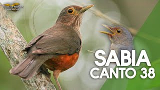 sabiá laranjeira canto 38