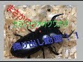 【クワガタ】【突然変異？】【奇跡！？】カミジョウオオクワガタの♂が・・・掘り出し動画。