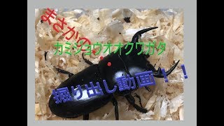 【クワガタ】【突然変異？】【奇跡！？】カミジョウオオクワガタの♂が・・・掘り出し動画。