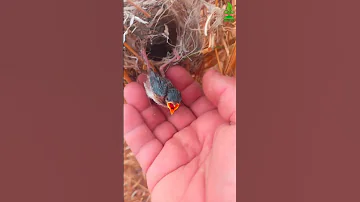 سبحان الله فرخ طائر النقشارة 