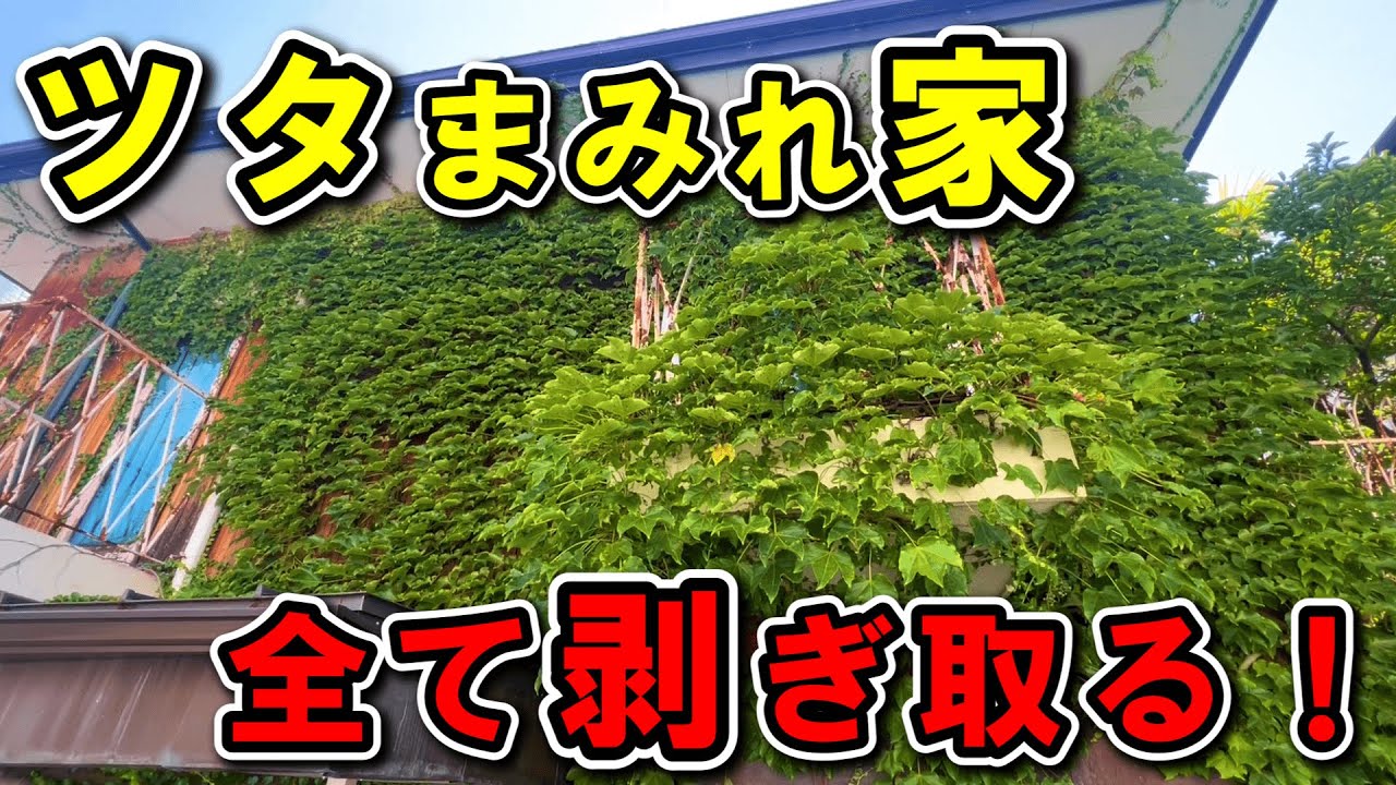 【蔦】一気に綺麗に剥がします!【ツタ】 - YouTube