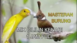 CILILIN VS KENARI MASTERAN BURUNG 1 JAM