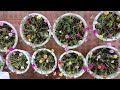 BÍ QUYẾT TRỒNG & BÓN PHÂN CHO HOA MƯỜI GIỜ XANH TỐT SIU BÔNG - How to Grow Portulaca (Moss Rose)