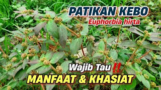 MANFAAT PATIKAN KEBO UNTUK KESEHATAN ‼️ Euphorbia hirta #patikankebo #Euphorbiahirta #gendonganak screenshot 4